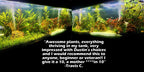 Aquarium Plant Combo product image 5