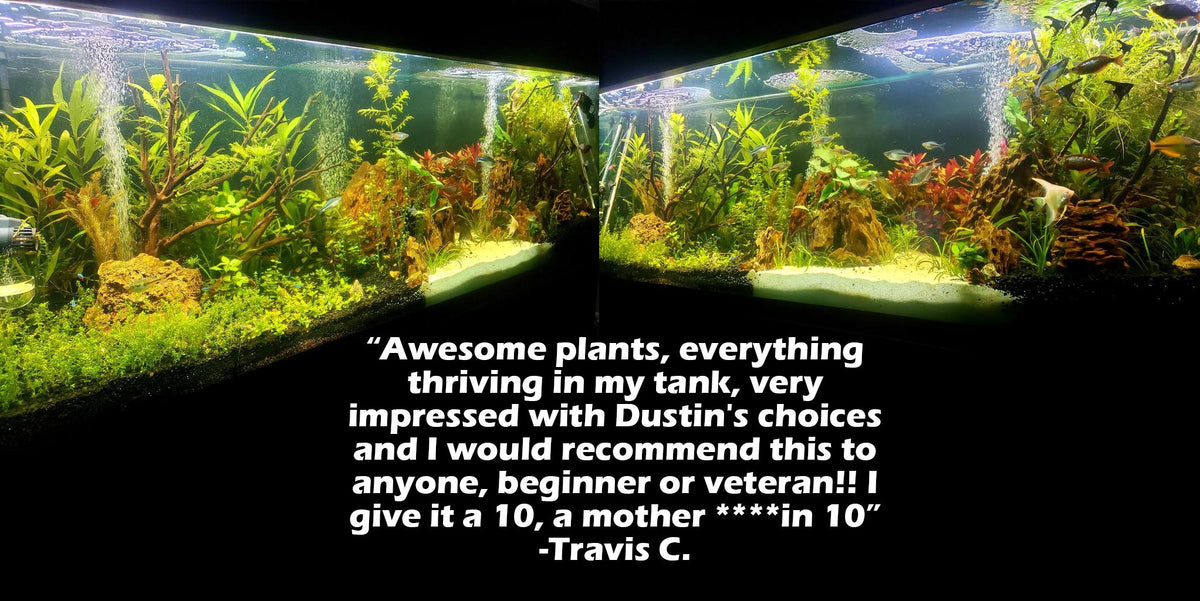 Aquarium Plant Combo product image 5