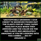 Aquarium Plant Combo product image 6