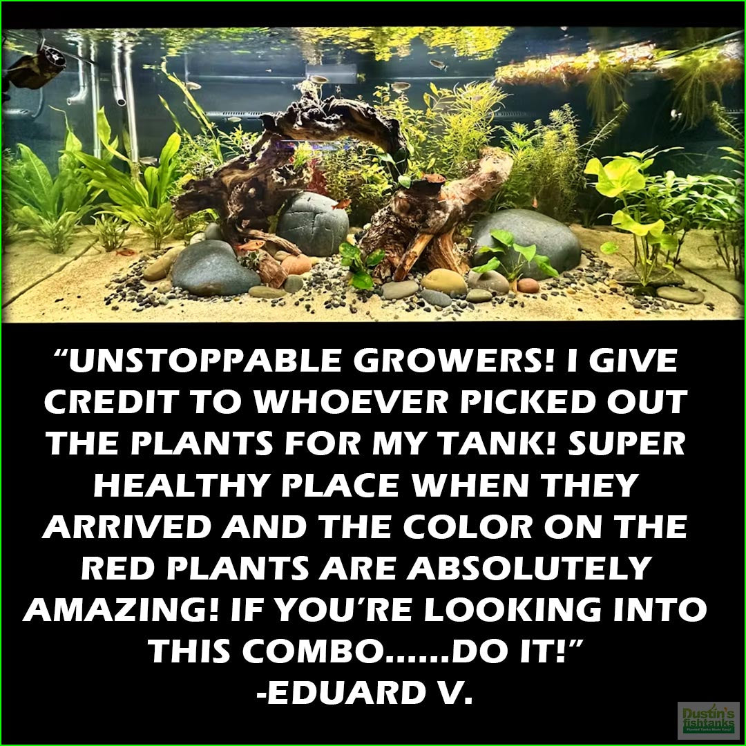 Aquarium Plant Combo product image 6