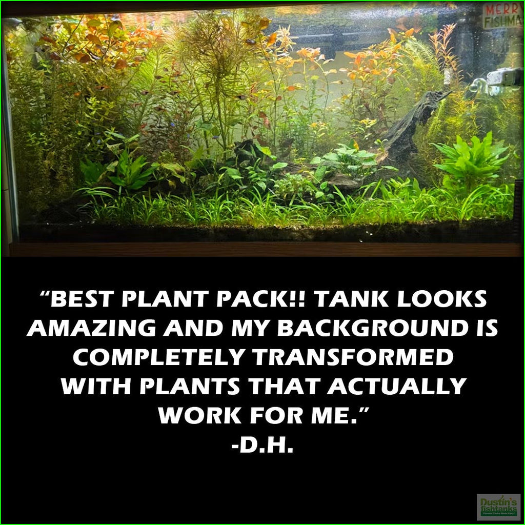 Aquarium Plant Combo product image 7