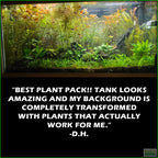 Aquarium Plant Combo product image 7