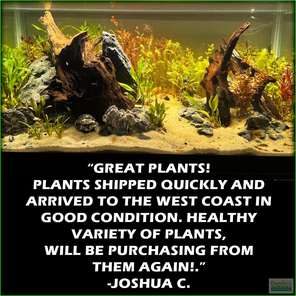 Aquarium Plant Combo product image 8
