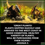 Aquarium Plant Combo product image 8
