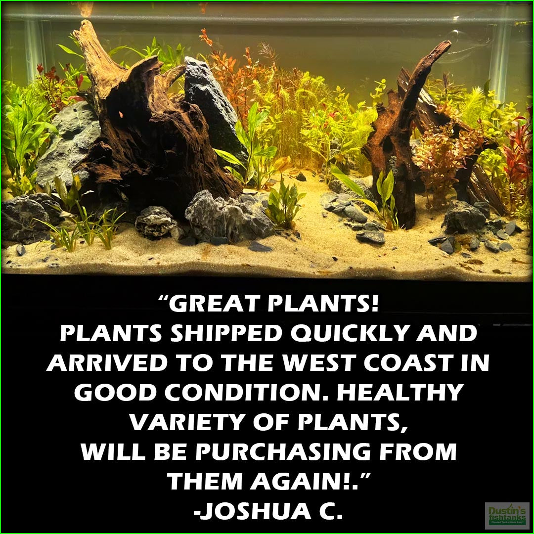 Aquarium Plant Combo product image 8