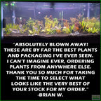 Aquarium Plant Combo product image 9