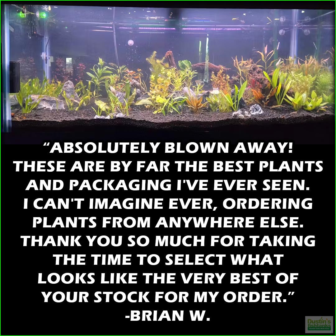 Aquarium Plant Combo product image 9