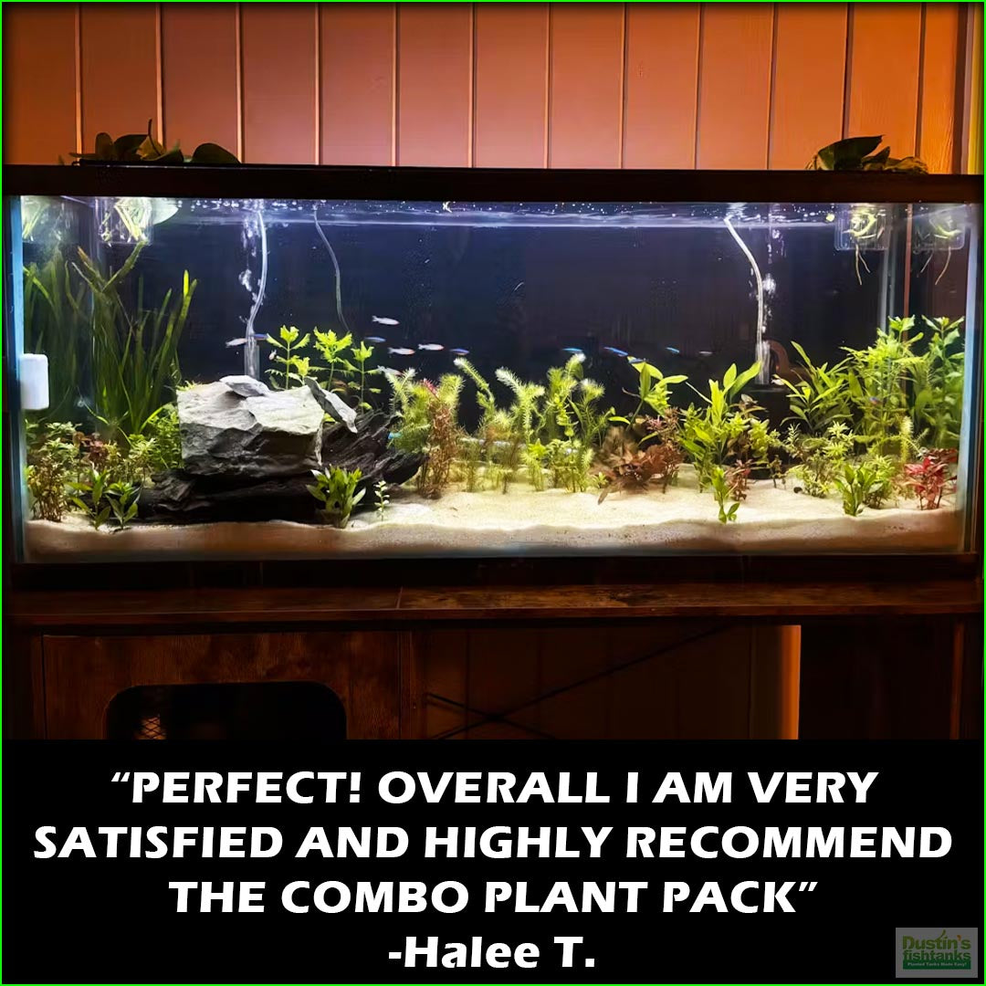 Aquarium Plant Combo product image 10