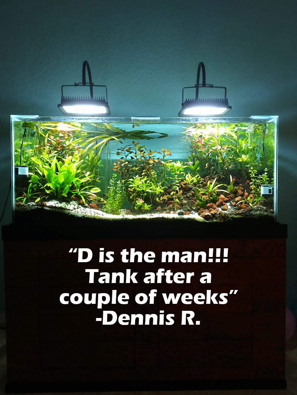 Aquarium Plant Combo product image 11