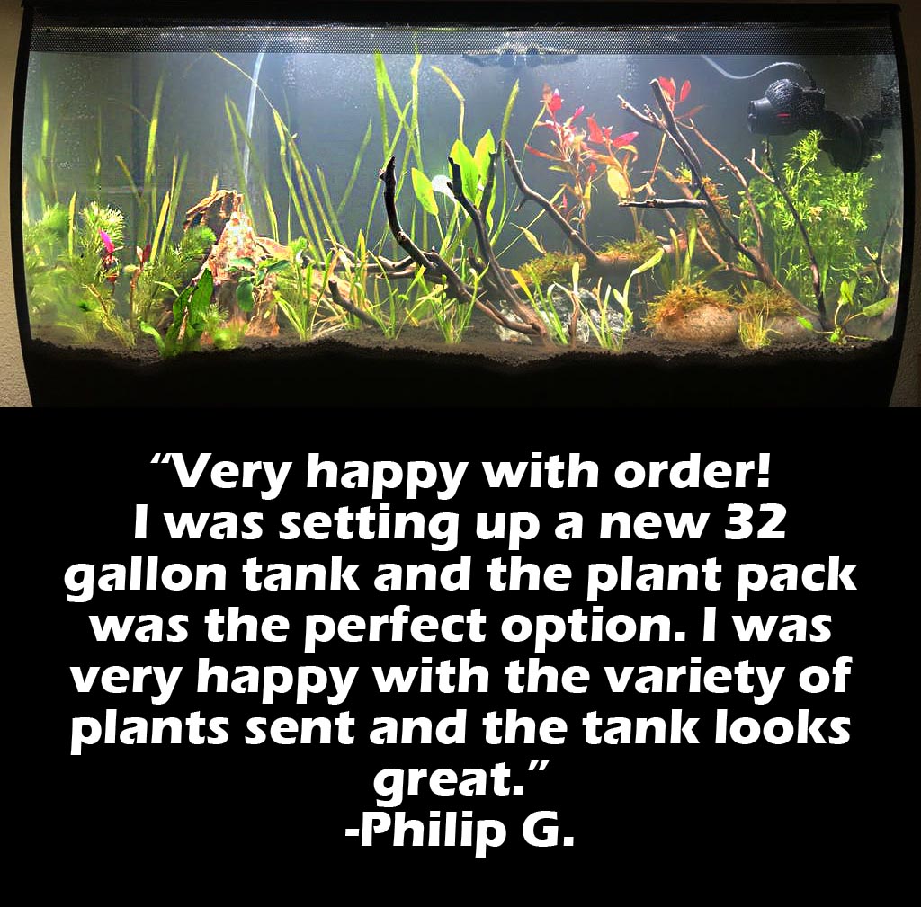 Aquarium Plant Combo product image 12