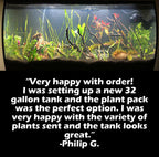 Aquarium Plant Combo product image 12
