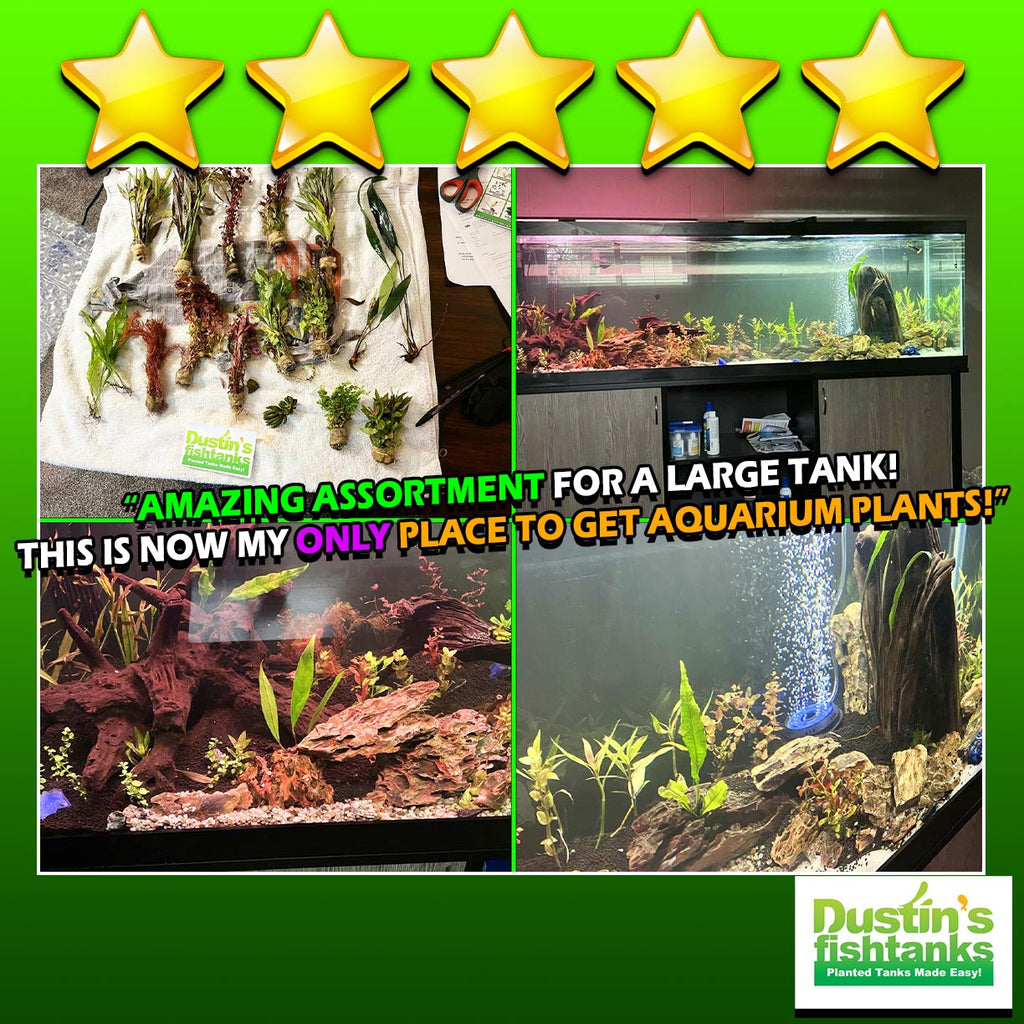 Aquarium Plant Combo product image 13