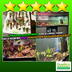 Aquarium Plant Combo product image 13