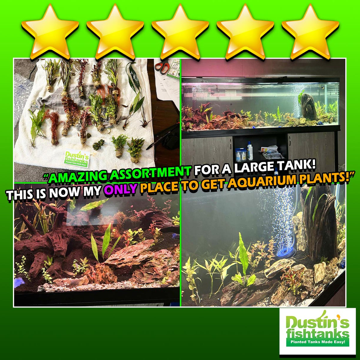 Aquarium Plant Combo product image 13