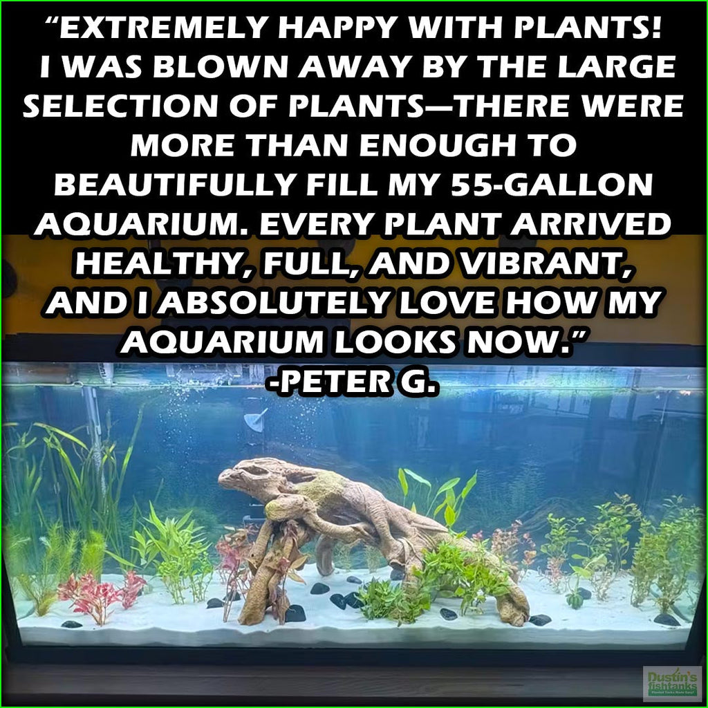 Aquarium Plant Combo product image 14