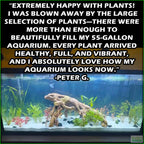 Aquarium Plant Combo product image 14