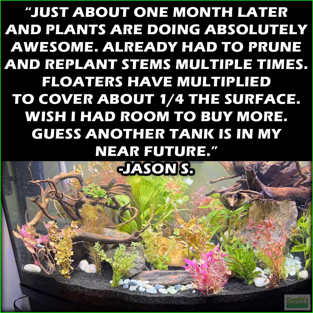 Aquarium Plant Combo product image 15