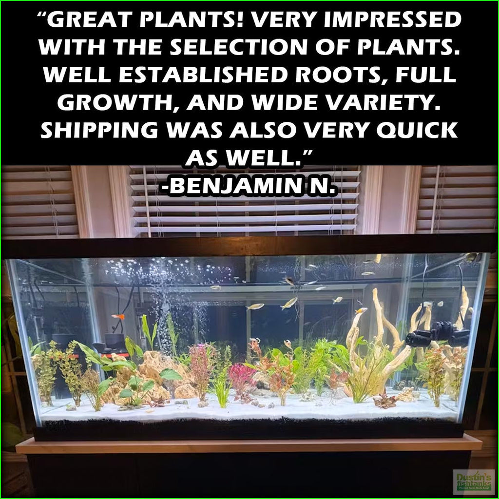 Aquarium Plant Combo product image 16