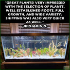 Aquarium Plant Combo product image 16