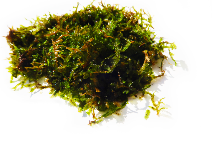 JAVA MOSS -SUPER EASY Low Light Aquarium Plant. Aquarium Moss For Sale. Aquarium Plant For Sale. Java Moss ball on white. Portion Size.