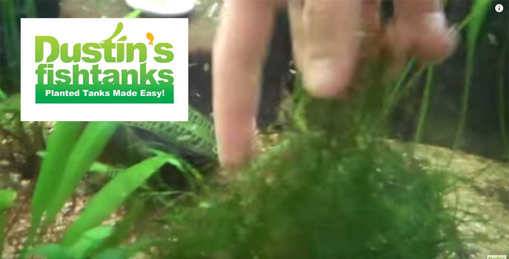 Java Moss for sale on Dustin's Fishtanks