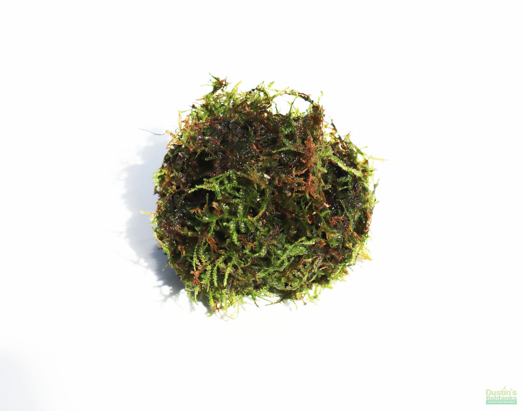 Live Java Moss Aquarium Plant, Default Title