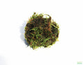 Live Java Moss Aquarium Plant, Default Title
