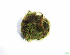 Live Java Moss Aquarium Plant, Default Title