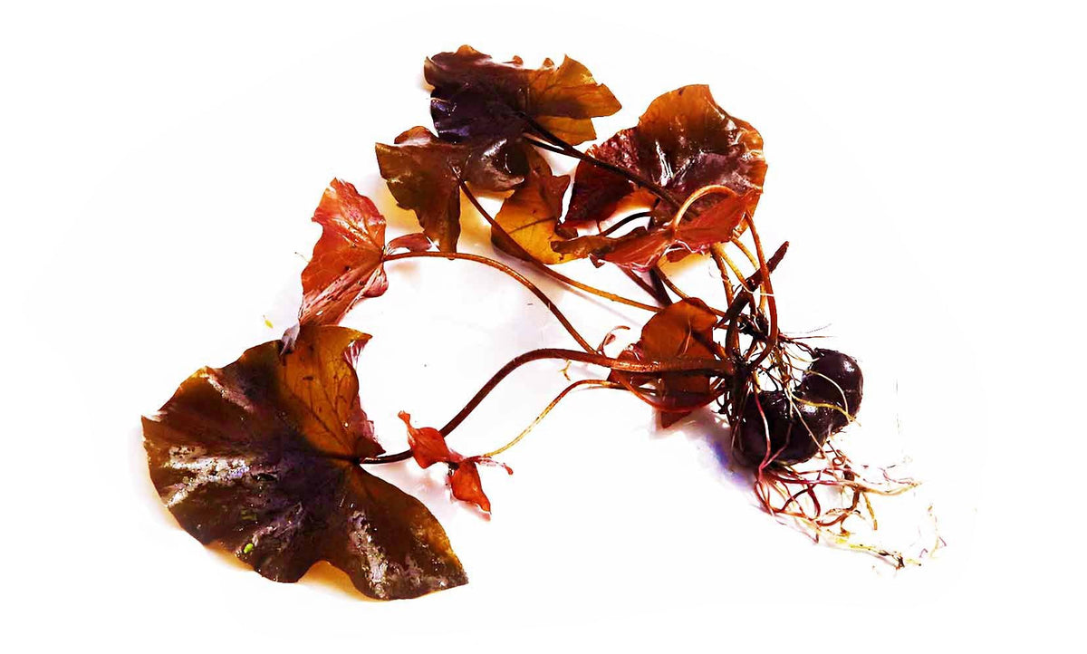 RED_TIGER_LOTUS_AQUARIUM_PLANTs_FOR_SALE