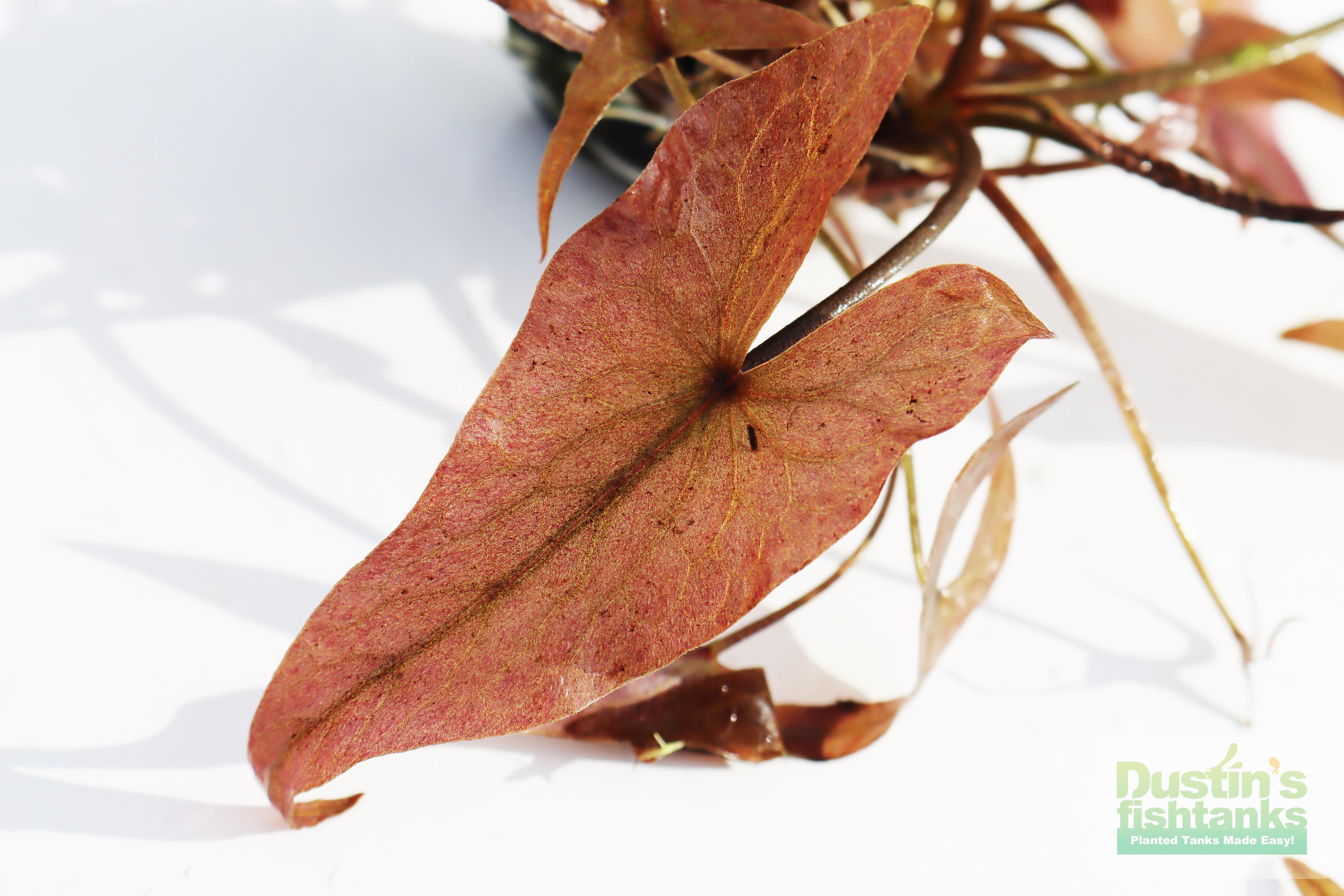 Live Red Tiger Lotus Aquarium Plant product image 4