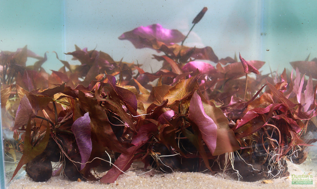 Live Red Tiger Lotus Aquarium Plant product image 5