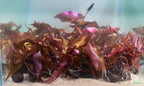 Live Red Tiger Lotus Aquarium Plant product image 5