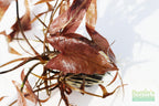 Live Red Tiger Lotus Aquarium Plant product image 6