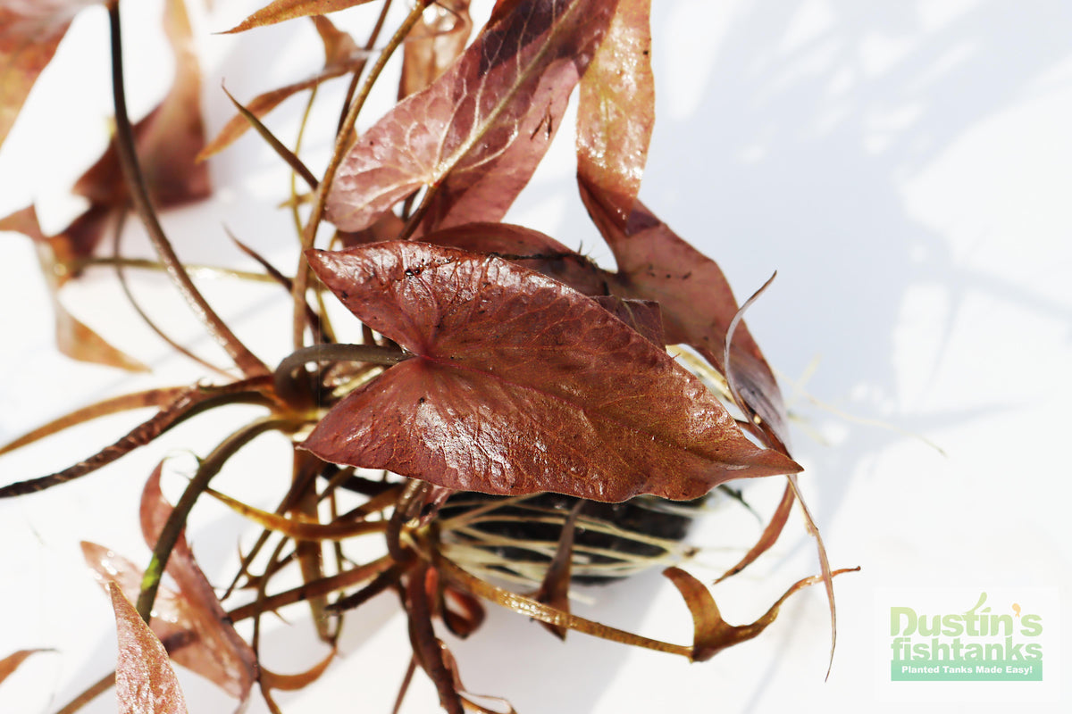 Live Red Tiger Lotus Aquarium Plant product image 6