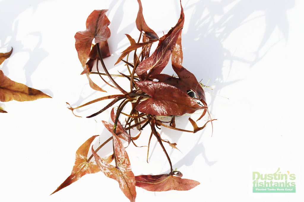 Live Red Tiger Lotus Aquarium Plant product image 7