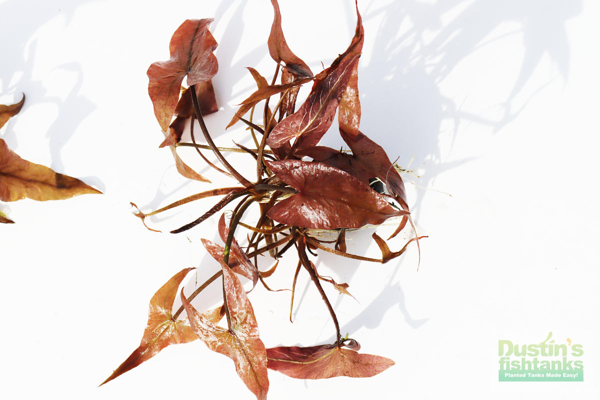 Live Red Tiger Lotus Aquarium Plant product image 7