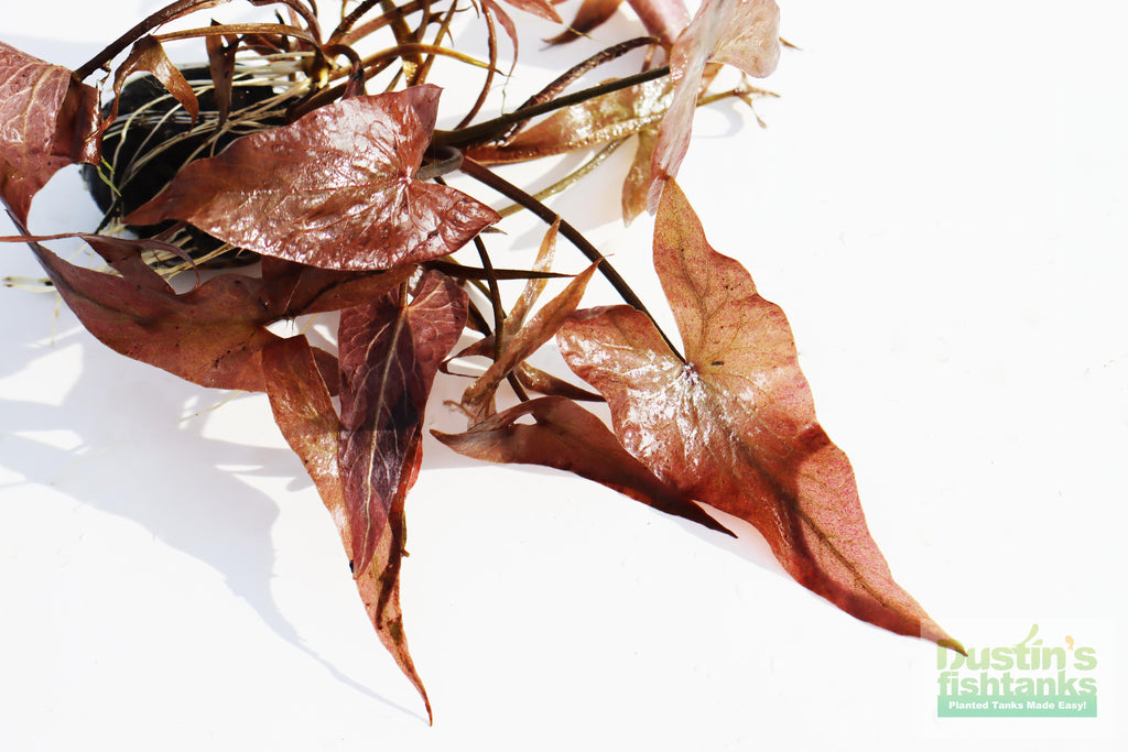 Live Red Tiger Lotus Aquarium Plant product image 8
