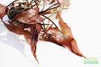 Live Red Tiger Lotus Aquarium Plant product image 8