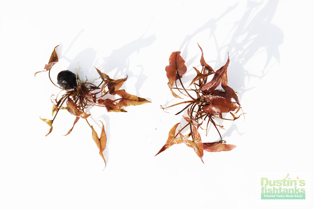 Live Red Tiger Lotus Aquarium Plant product image 9