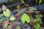 Live Red Tiger Lotus Aquarium Plant product image 10