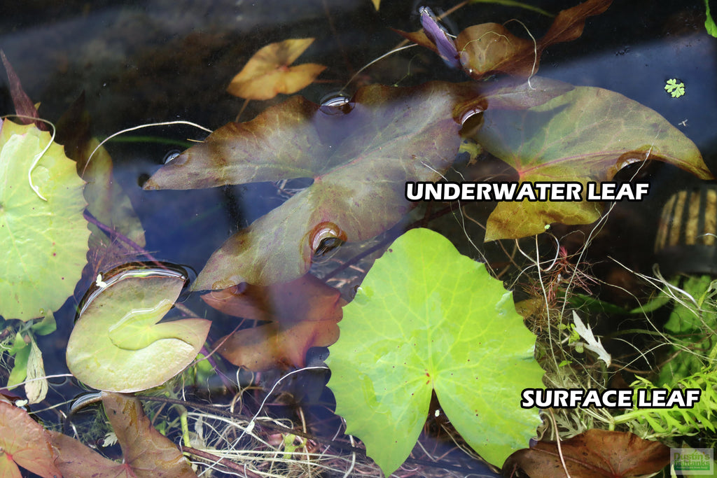 Live Red Tiger Lotus Aquarium Plant product image 11