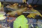 Live Red Tiger Lotus Aquarium Plant product image 12