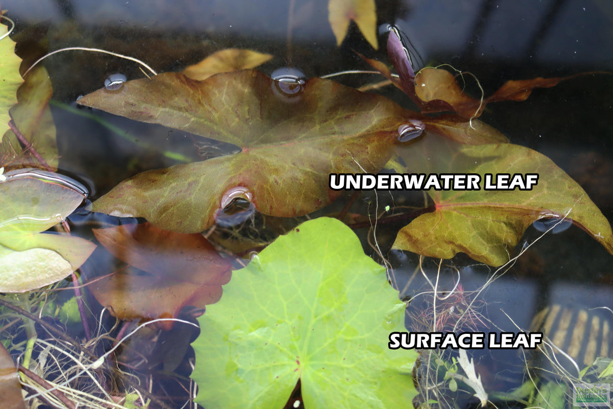 Live Red Tiger Lotus Aquarium Plant product image 12