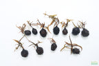 Live Red Tiger Lotus Aquarium Plant product image 13
