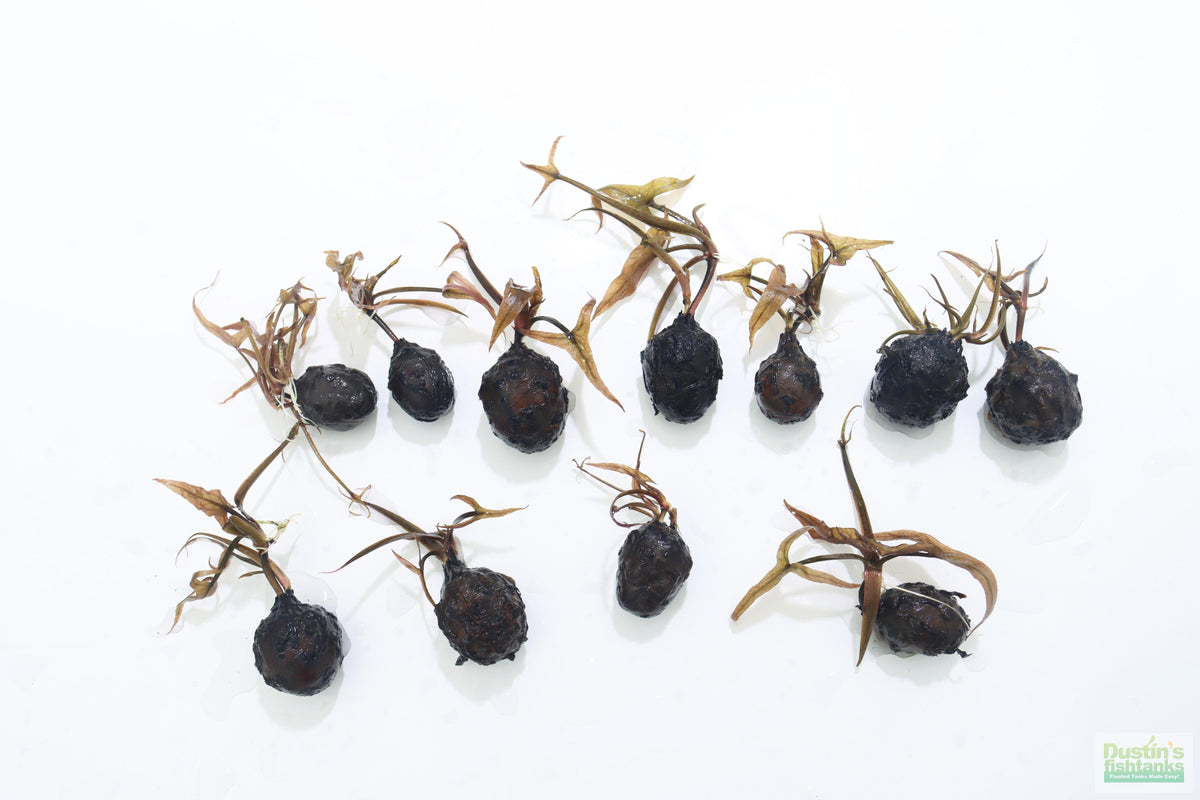 Live Red Tiger Lotus Aquarium Plant product image 13