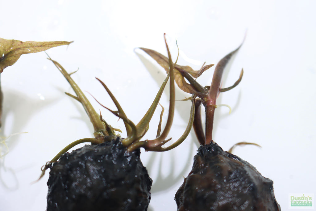 Live Red Tiger Lotus Aquarium Plant product image 14