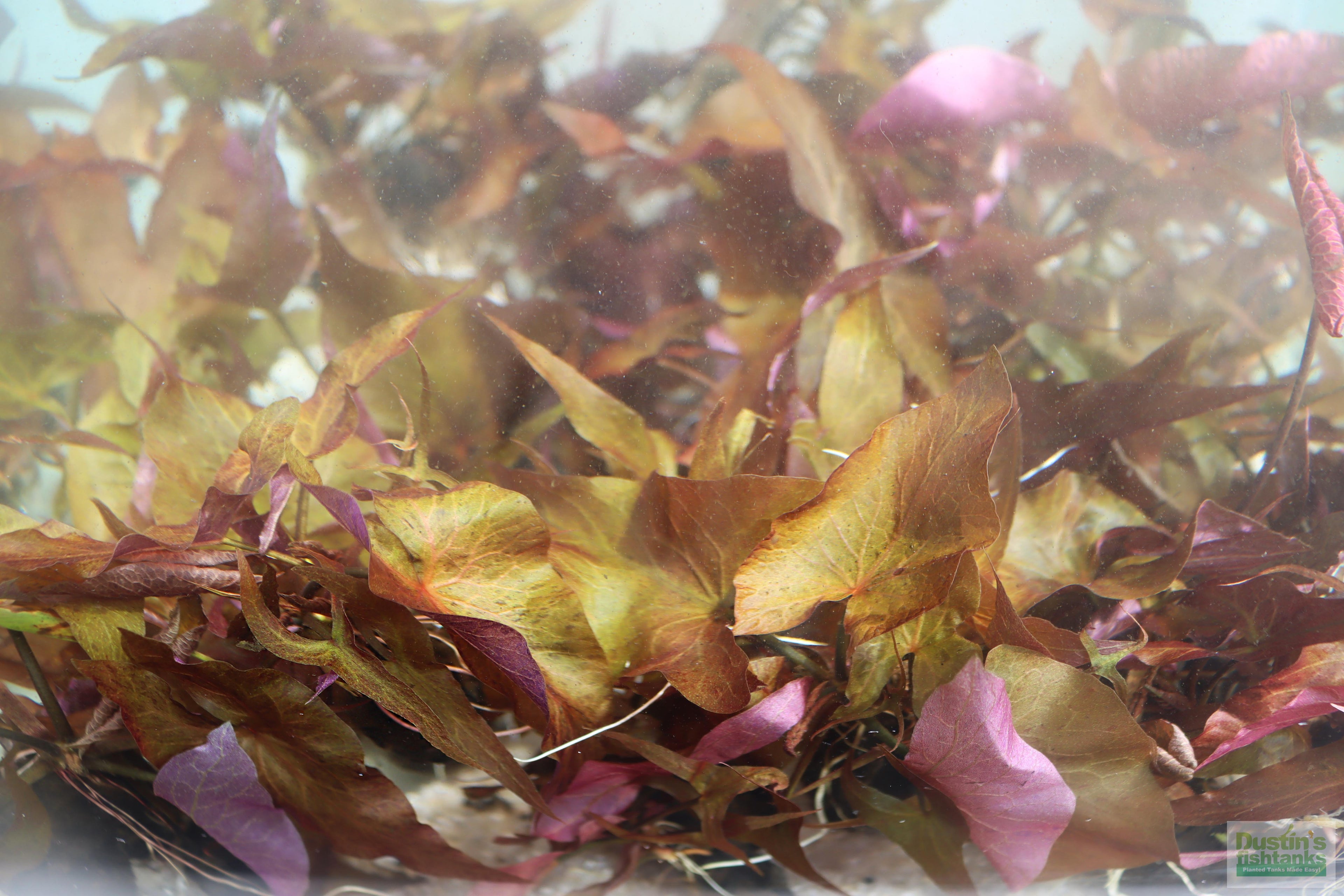 Live Red Tiger Lotus Aquarium Plant product image 15