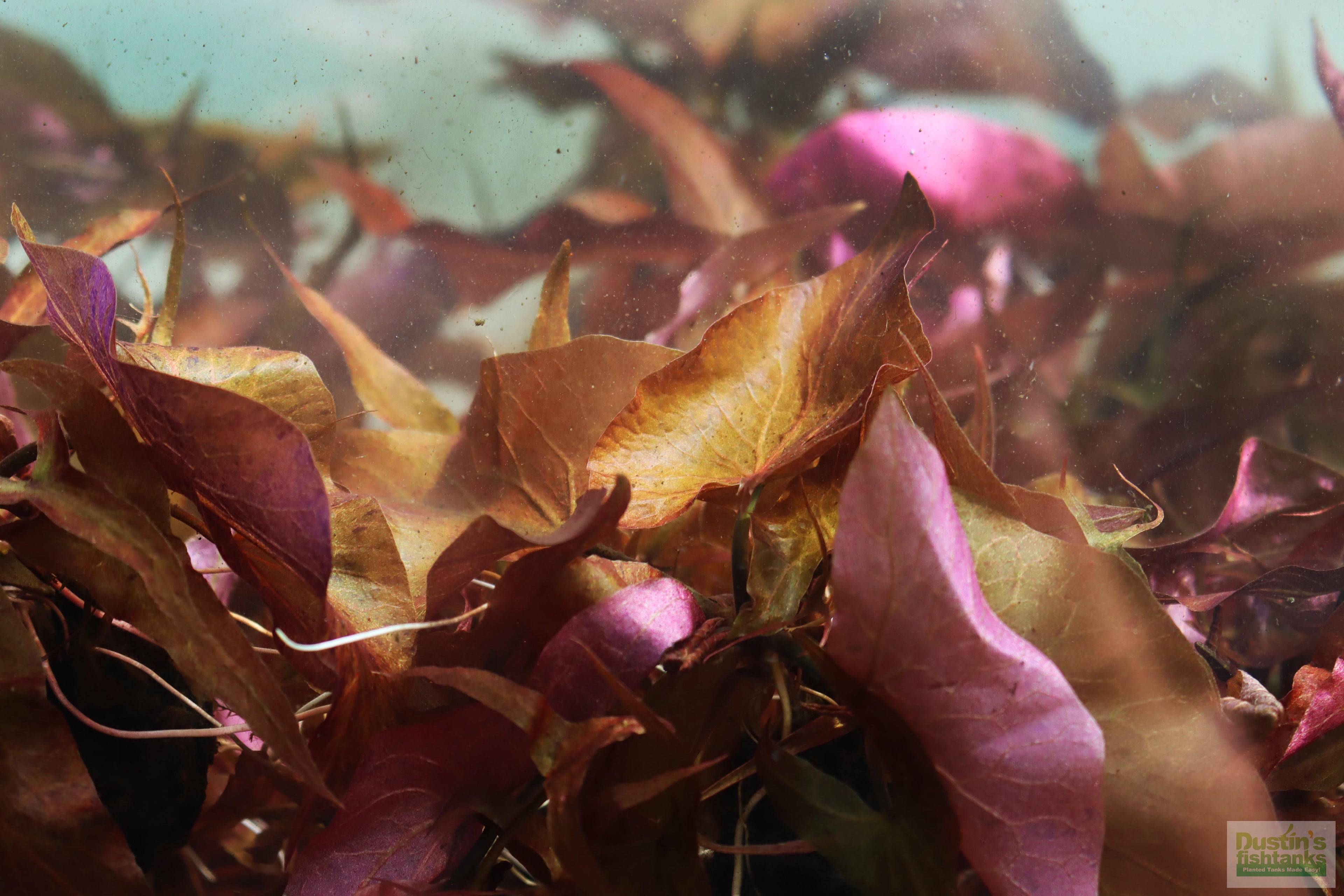 Live Red Tiger Lotus Aquarium Plant product image 16