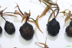 Live Red Tiger Lotus Aquarium Plant product image 18