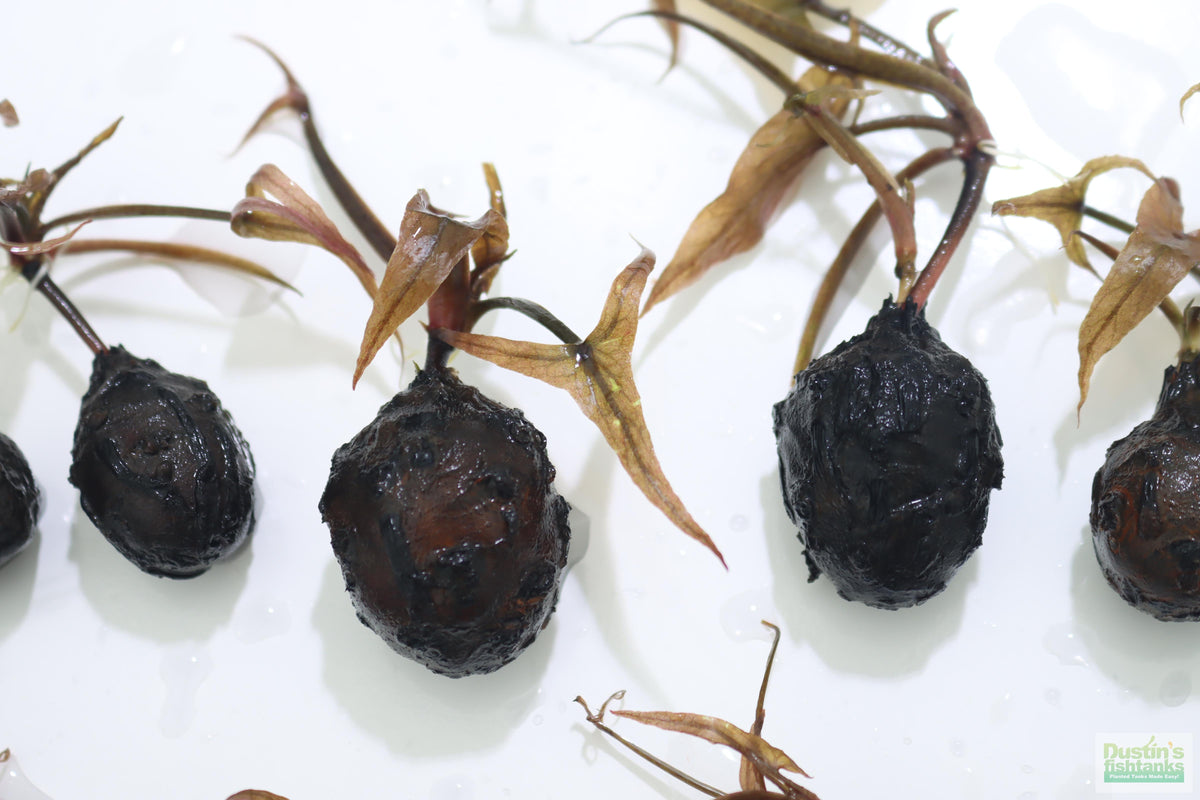 Live Red Tiger Lotus Aquarium Plant product image 18